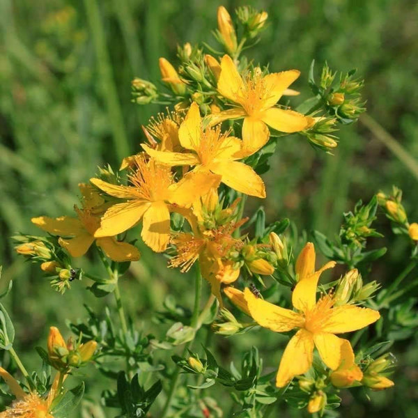 Herbal Oils - Part 1 - St Johns' Wort