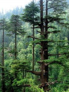 Cedarwood Himalayan essential oil - BioAromatica