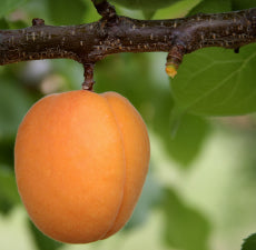 Apricot kernel carrier oil - BioAromatica