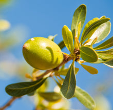 Load image into Gallery viewer, Argan organic- Virgin carrier oil - BioAromatica