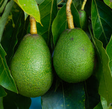 AVOCADO carrier oil - BioAromatica