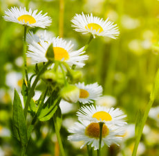 Chamomile German essential oil - BioAromatica