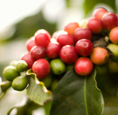 Coffee Arabica essential oil - BioAromatica