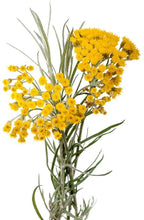 Load image into Gallery viewer, Helichrysum Floral water (Immortelle/Everlast) - BioAromatica