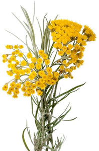 Helichrysum Floral water (Immortelle/Everlast) - BioAromatica