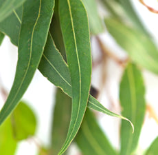 Eucalyptus Globulus essential oil - BioAromatica