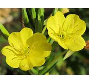 Evening Primrose carrier oil, unrefined - BioAromatica