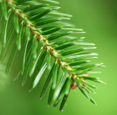 Fir Needle essential oil (Siberian) - BioAromatica