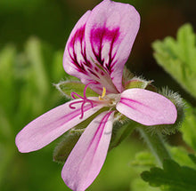 Load image into Gallery viewer, Rose Geranium Floral Water - BioAromatica