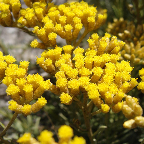 Helichrysum essential oil (Everlast/ Immortelle) - BioAromatica