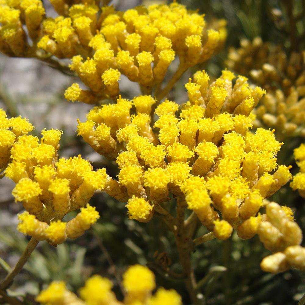 Helichrysum Floral water (Immortelle/Everlast) - BioAromatica