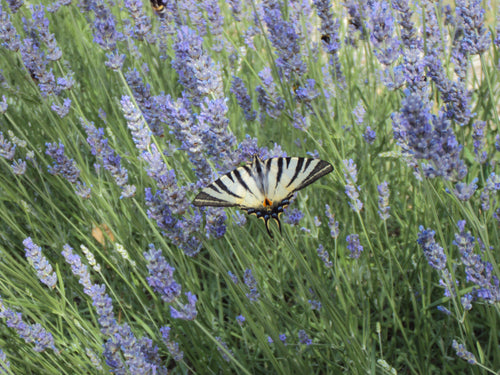 Lavender Floral Water - BioAromatica