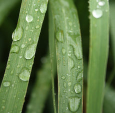 Lemongrass floral water - BioAromatica