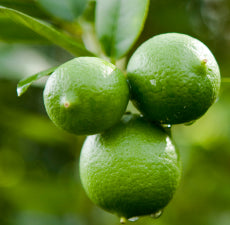 Lime essential oil - BioAromatica