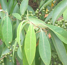 Litsea cubeba (May Chang) essential oil - BioAromatica