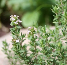 Marjoram sweet essential oil - BioAromatica