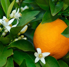 Neroli Floral water - BioAromatica