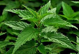 Extracts and Tinctures - BioAromatica