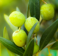 Olive carrier oil ( Extra Virgin) - BioAromatica