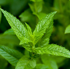 Peppermint essential oil - BioAromatica