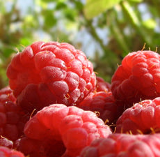 Raspberry Seed carrier oil - BioAromatica