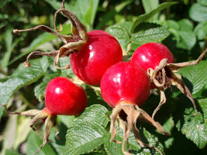 Rosehip carrier oil (Extra Virgin) - BioAromatica