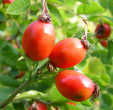 Rosehip carrier oil (Extra Virgin) - BioAromatica