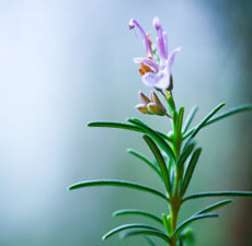 Rosemary essential oil - BioAromatica