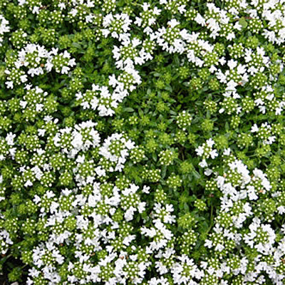 Extracts and Tinctures - BioAromatica