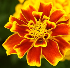 Tagetes essential oil (Egyptian) - BioAromatica