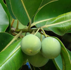 Tamanu carrier oil (Foraha) - BioAromatica