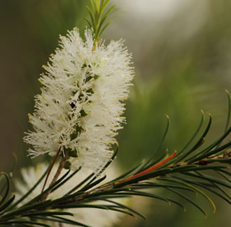 Tea-Tree (Australian) essential oil - BioAromatica