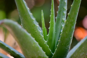 Aloe Vera juice raw - BioAromatica