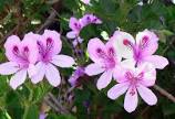 Load image into Gallery viewer, Rose Geranium Floral Water - BioAromatica