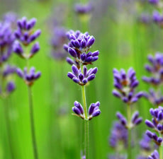 Lavender Floral Water - BioAromatica