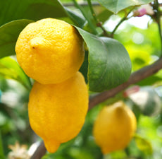 Lemon essential oil, Sicily - BioAromatica