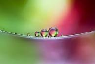 SYNERGY BLENDS essential Oils - BioAromatica