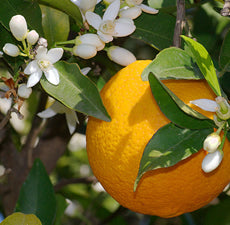 Orange Sweet essential oil - BioAromatica