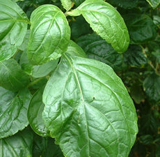 Patchouli essential oil (dark) - BioAromatica
