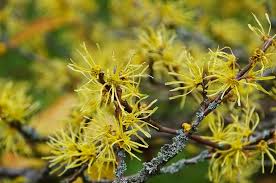Witch Hazel Distilled - BioAromatica