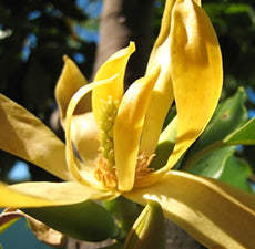 Ylang-Ylang essential oil - BioAromatica